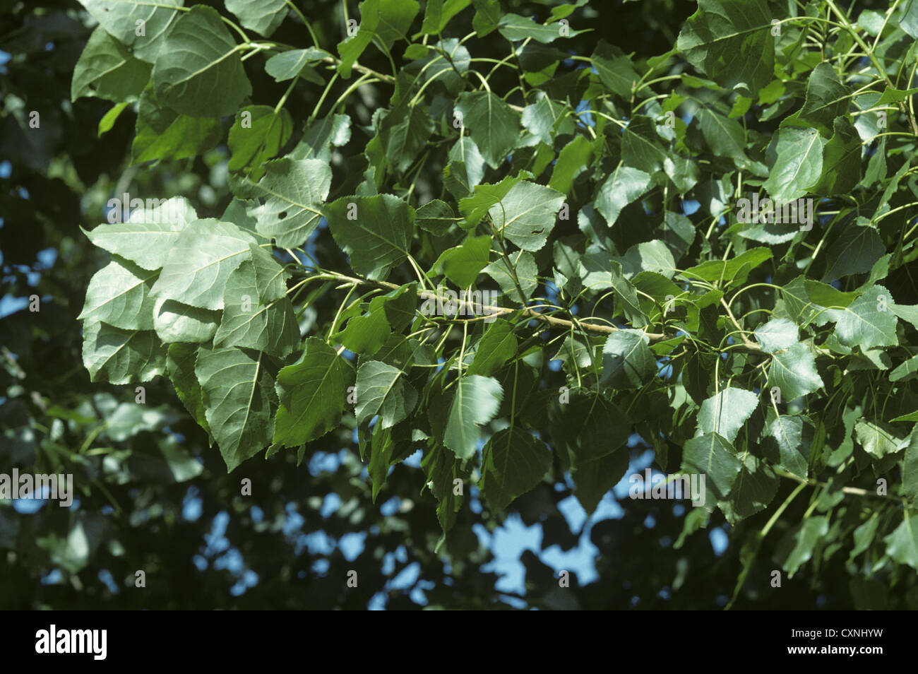 Hybrid Black-poplar Populus x canadensis (Salicaceae) Stock Photo