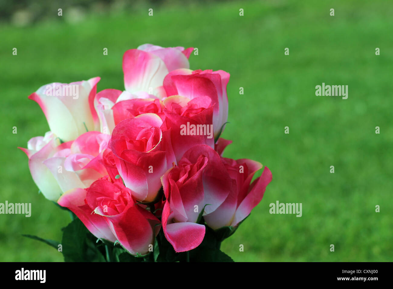 Pink and white flowers in bloom with green nature background Stock
