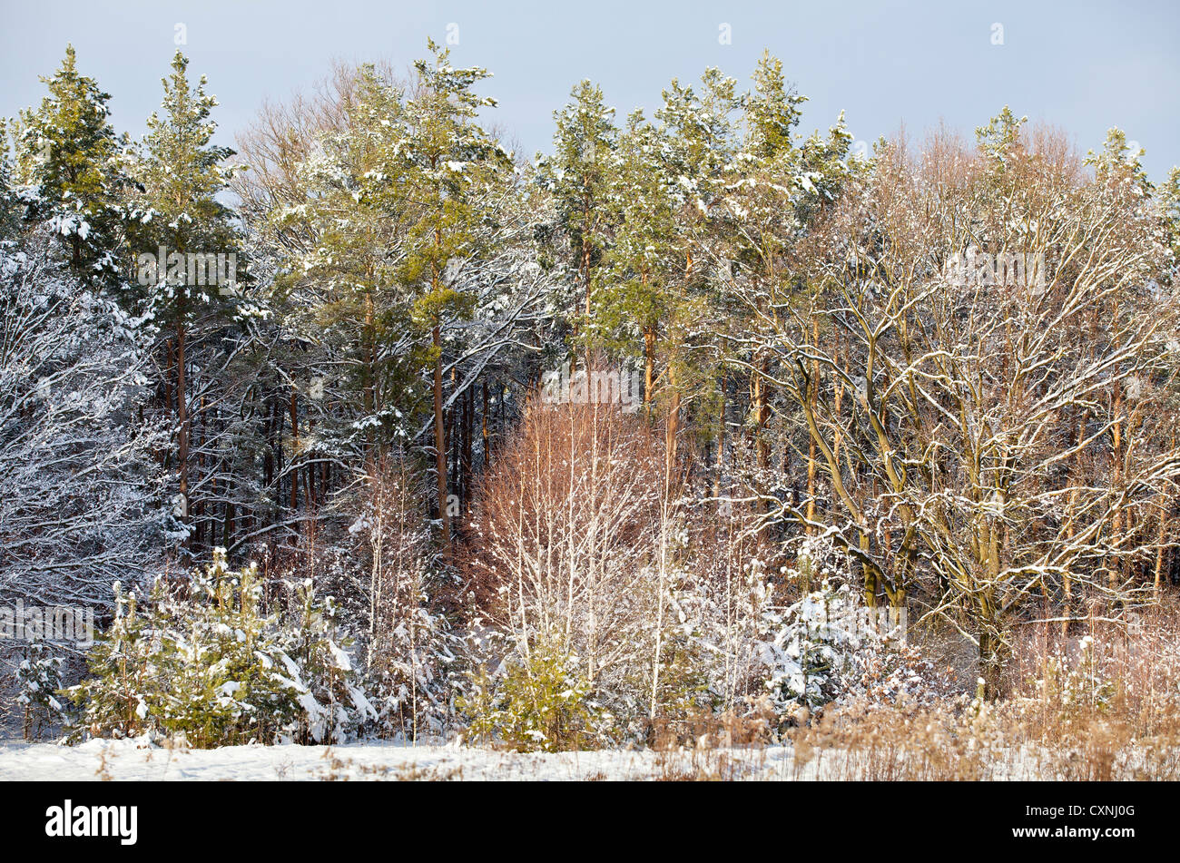 Winter in Kampinoski National Park near Warsaw, Masovia, Poland, Europe, Stock Photo