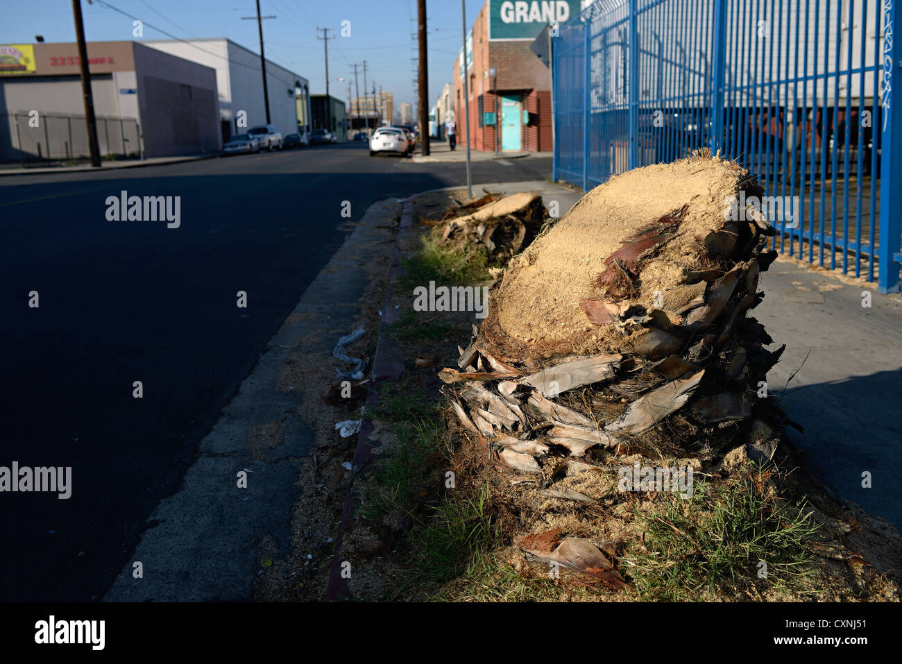 cut down tree los angeles Stock Photo Alamy