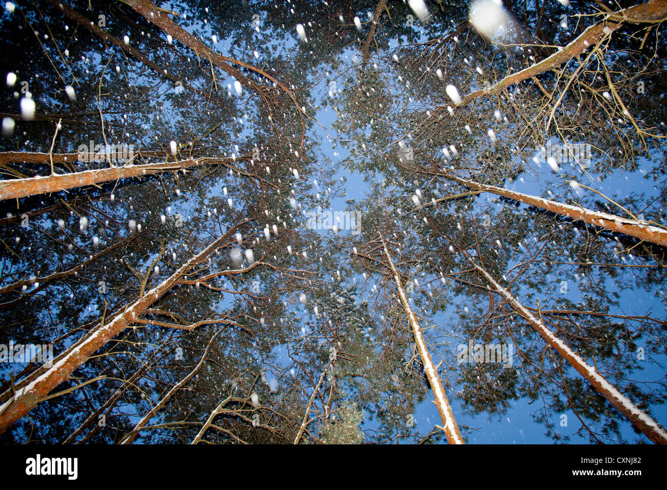 Winter in Kampinoski National Park near Warsaw, Masovia, Poland, Europe, Stock Photo