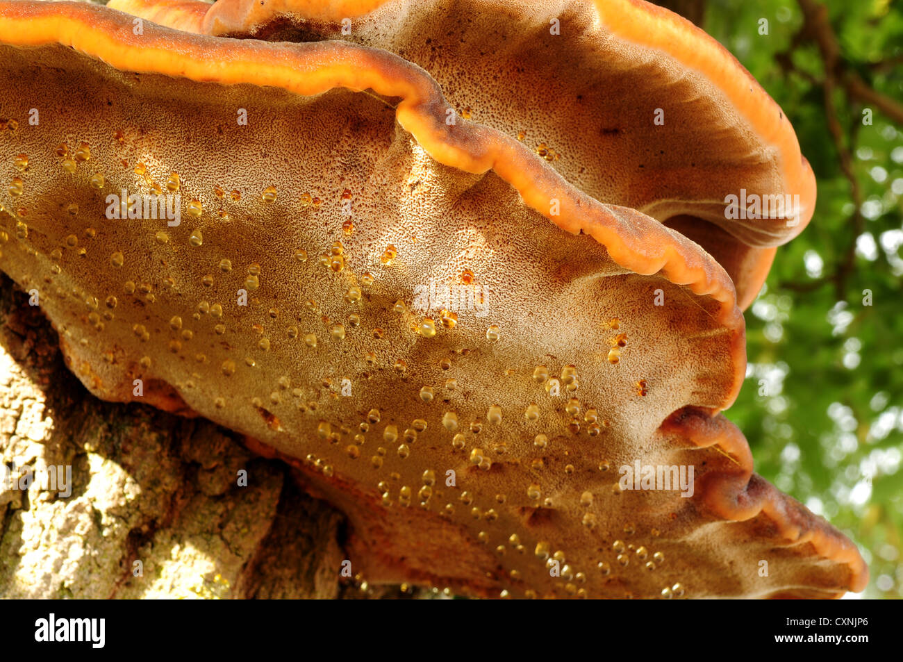 Ash Tree Fungus High Resolution Stock Photography and Images Alamy