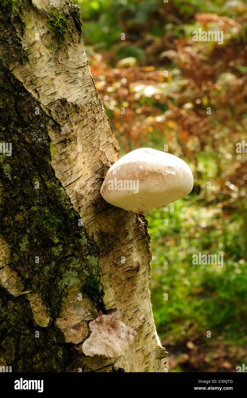 Silver Birch Tree,Bracket Fungus.Razor Strop.(Betula Pendula Stock
