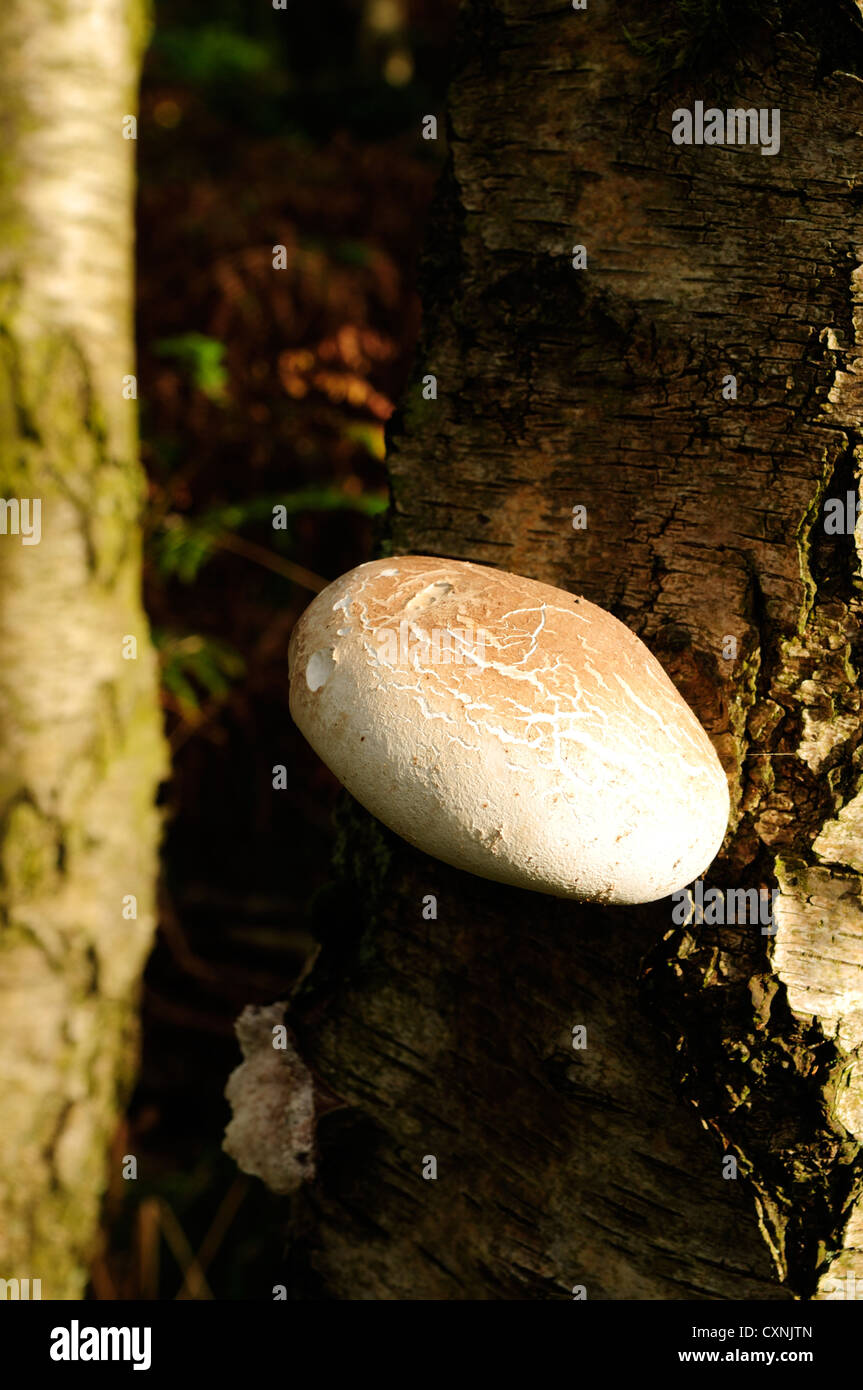 Silver Birch Tree,Bracket Fungus.Razor Strop.(Betula Pendula Stock