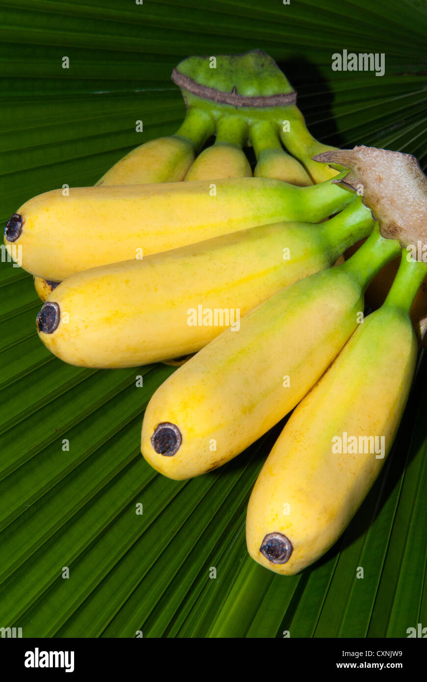 Banana bunch (Musa acuminata, Musa balbisiana), Phuket, Thailand, Southeast Asia, Asia Stock Photo