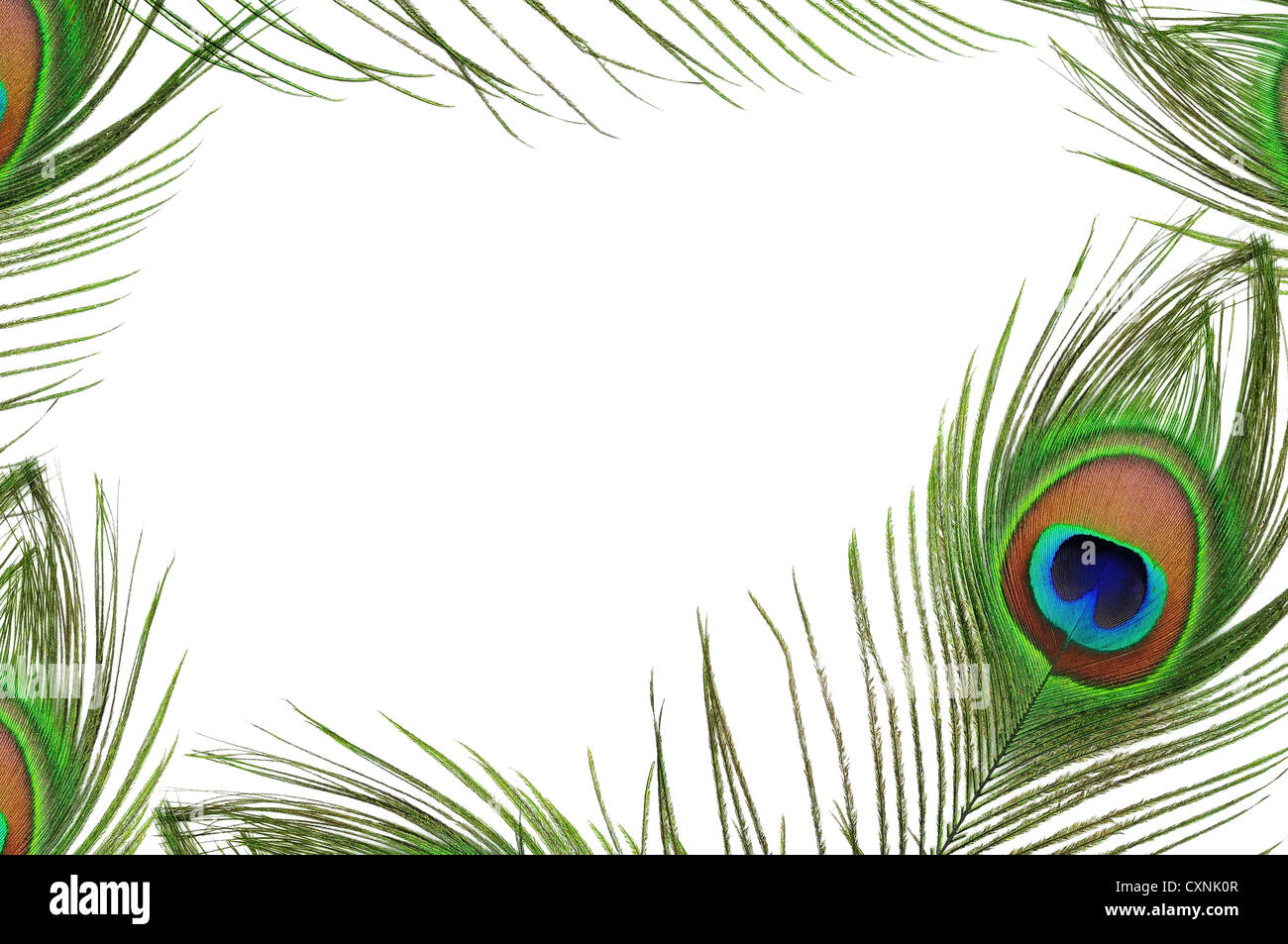 Frame of peacock feather eye on white background Stock Photo