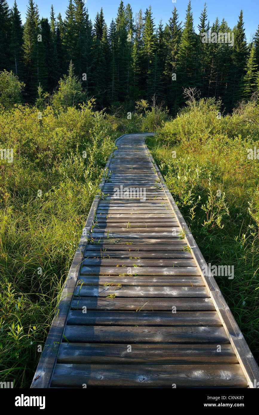 A section of the beaver boardwalk located at Maxwell Lake near Hinton
