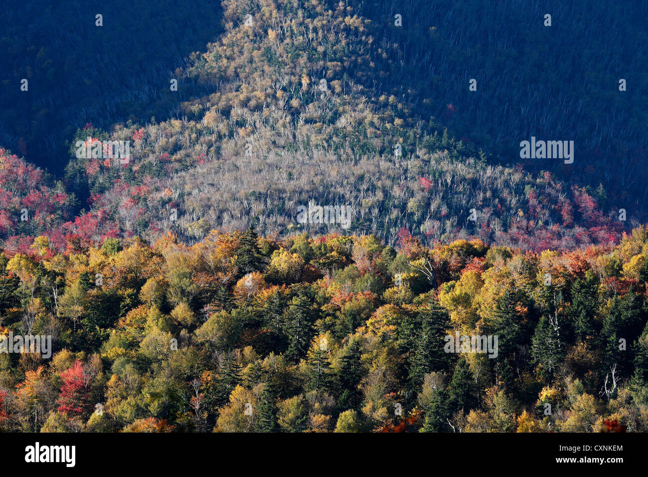 Fall foliage in the White Mountain National Forest as seen from the