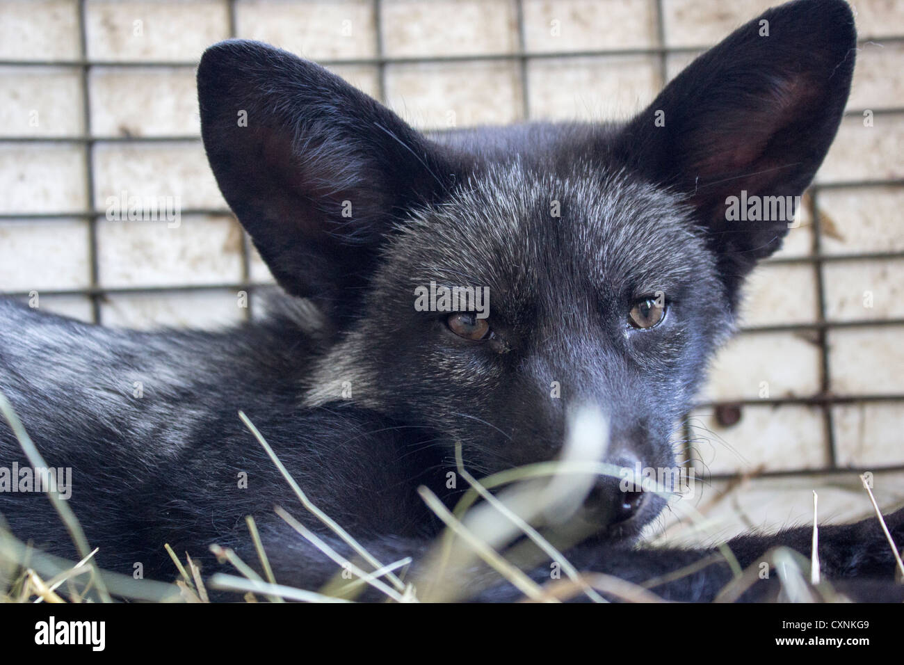 Black baby fox in a animal shelter cage being taken care off. Looking straight at the camera. Stock Photo