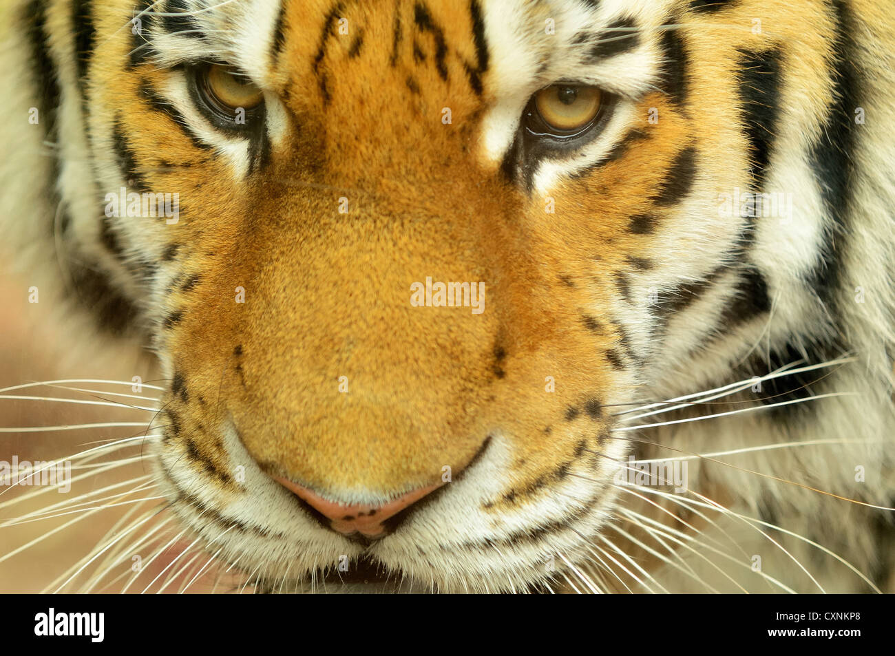 Tiger Head Hd