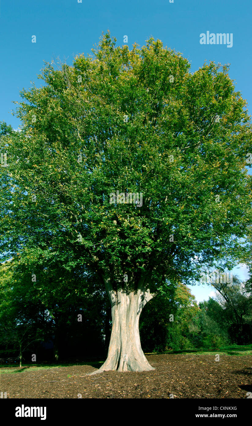 Caucasian Elm Zelkova carpinifolia Stock Photo Alamy