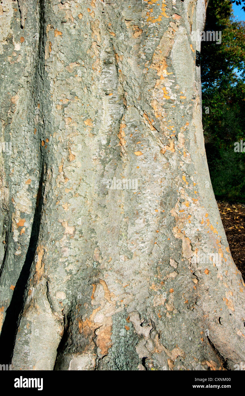 Caucasian elm zelkova carpinifolia tree hires stock photography and