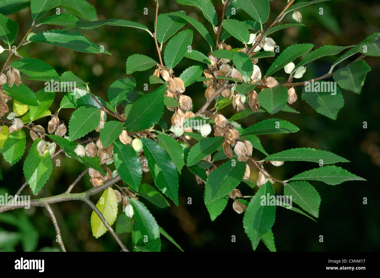 Chinese Elm Ulmus parviflora Stock Photo