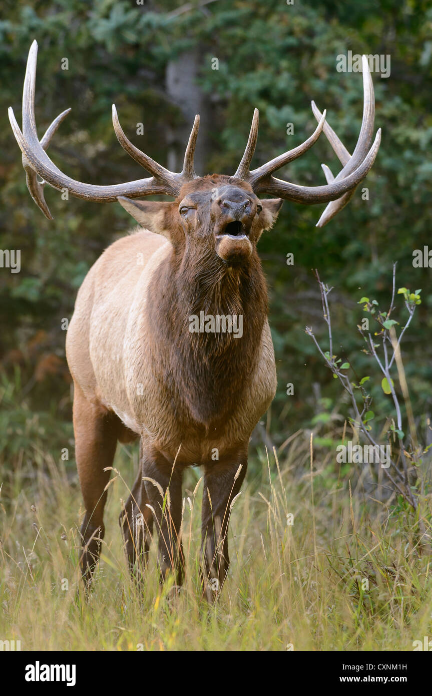 Bugling Bull Elk Portrait - Cervus elaphus - Northern Rockies Stock Photo
