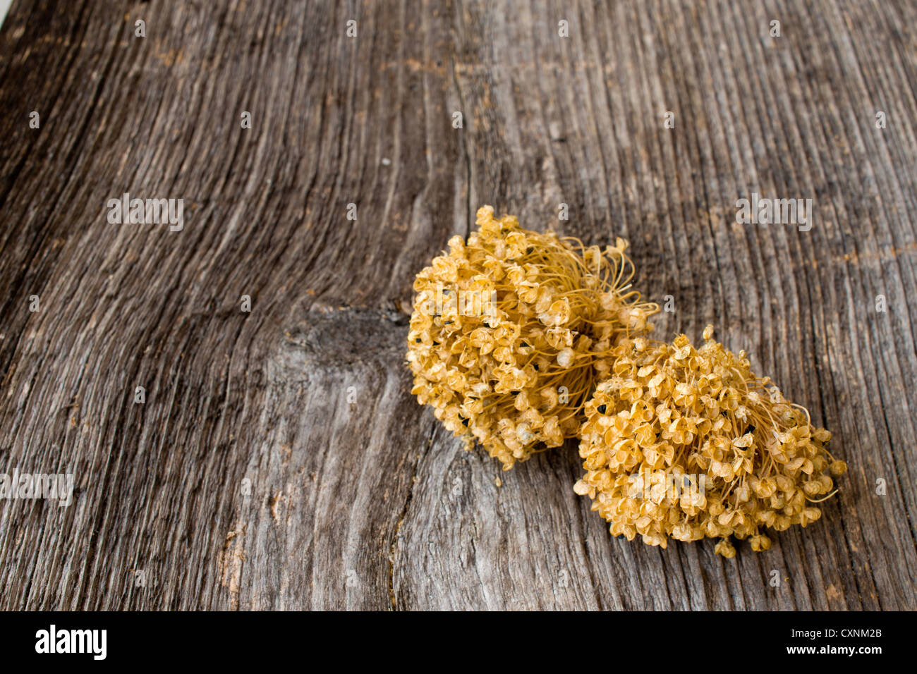 Dry garlic flower Stock Photo Alamy