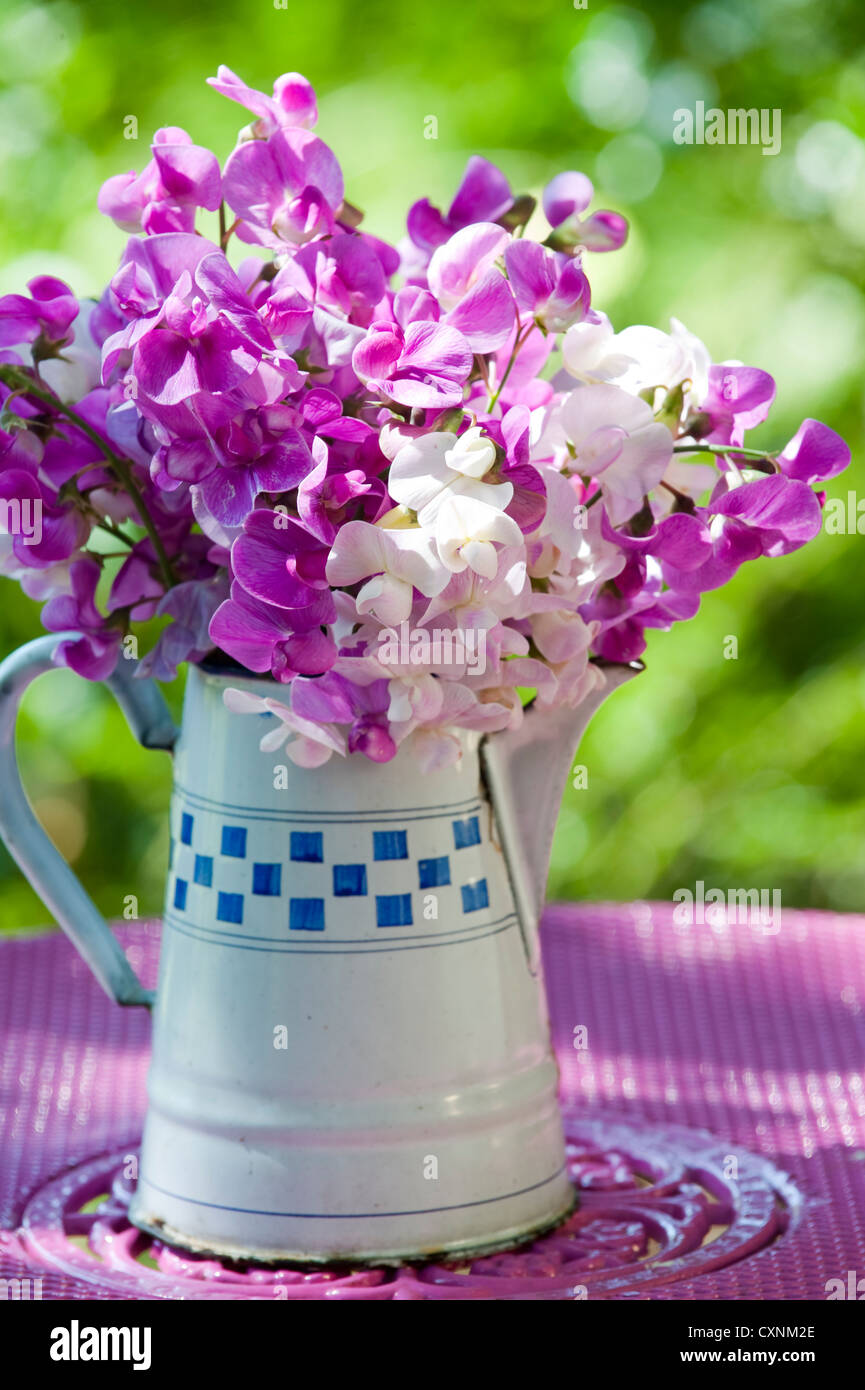 Sweet pea flowers Stock Photo