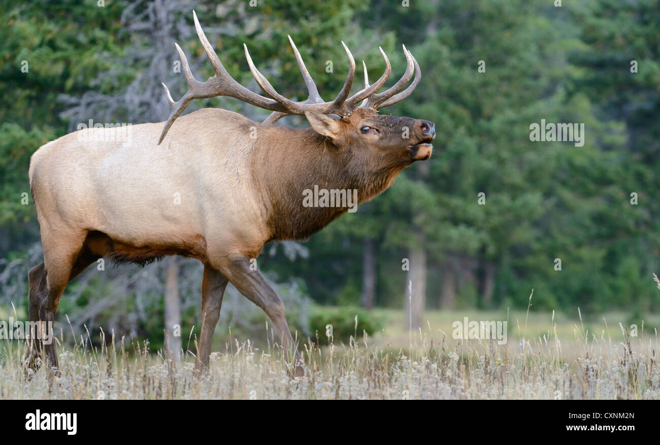 Bull Elk Driving Cows - Cervus elaphus - Northern Rockies Stock Photo