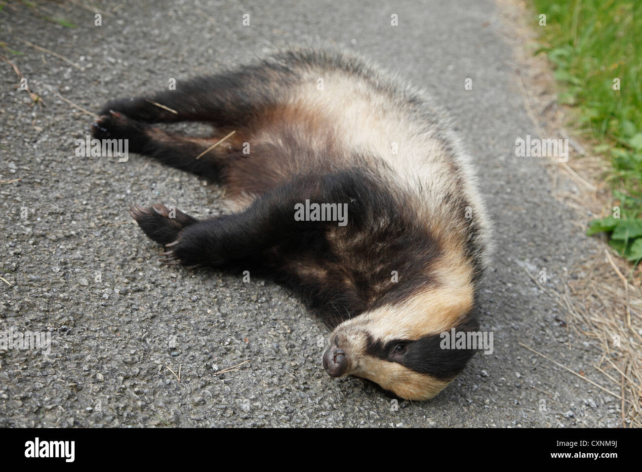 A dead badger on a rural lane in the U.K Stock Photo Alamy