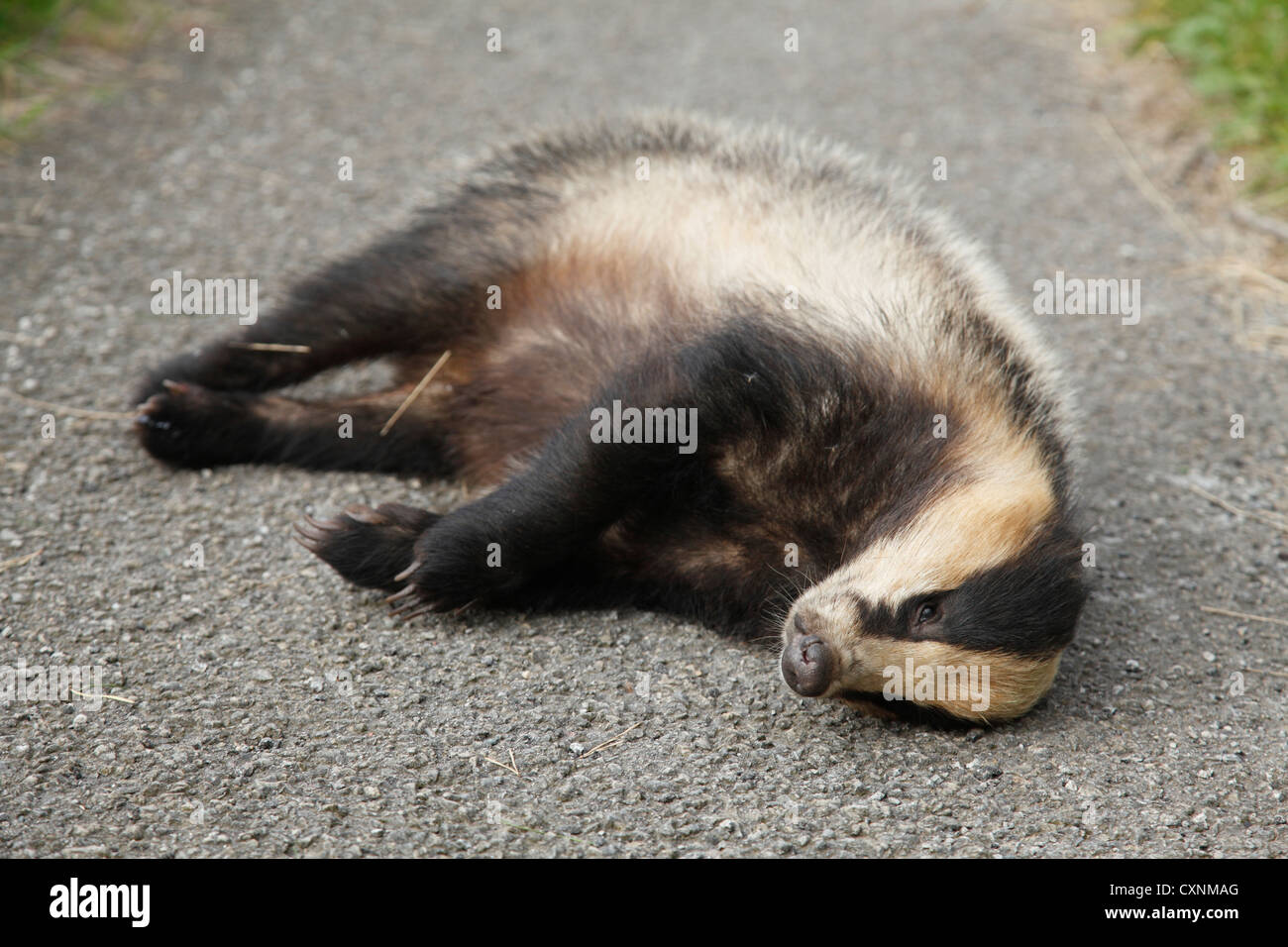 A dead badger on a rural lane in the U.K. Stock Photo