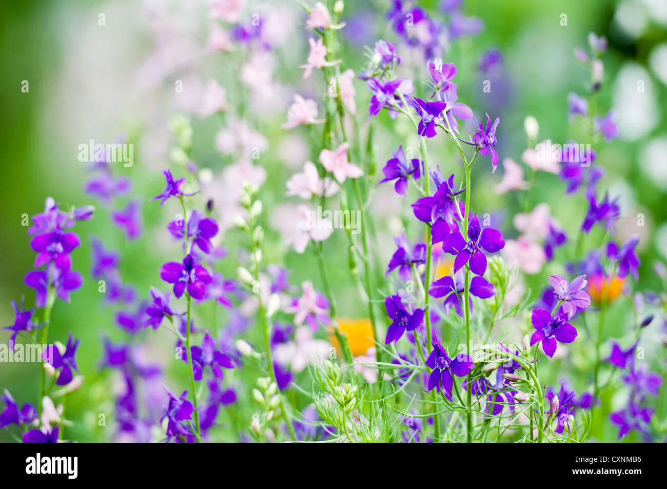 Vertical colored wild flowers hi-res stock photography and images - Alamy