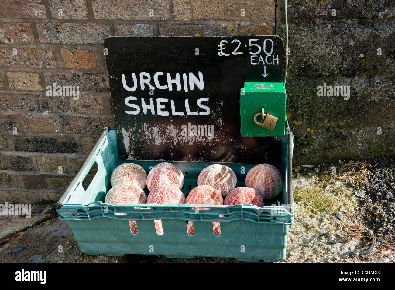 Sea Urchins for sale. Portloe, Cornwall, England Stock Photo Alamy