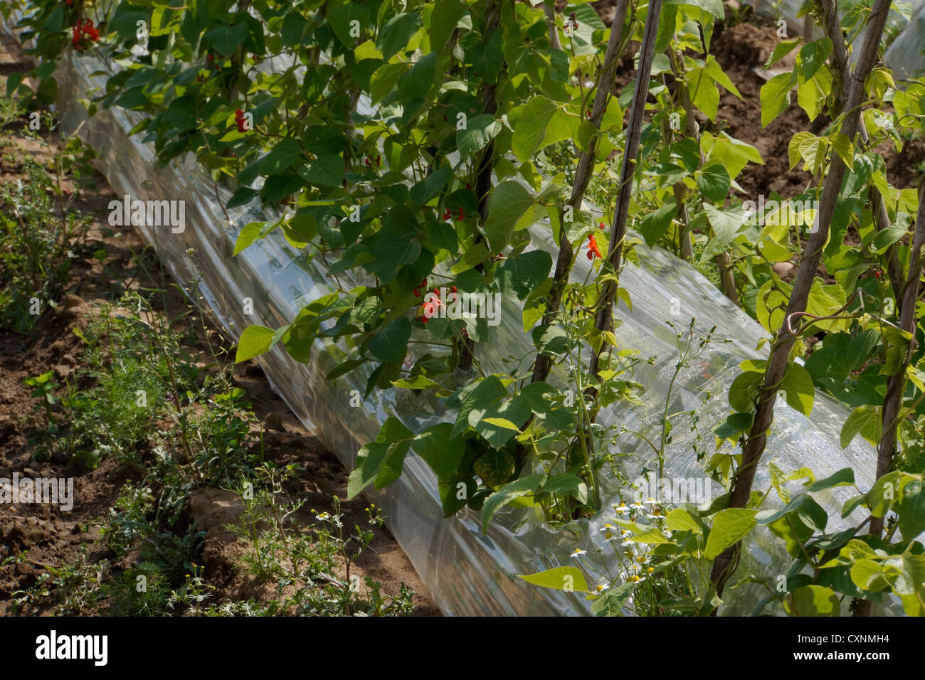 green kidney beans growing in a field Stock Photo Alamy