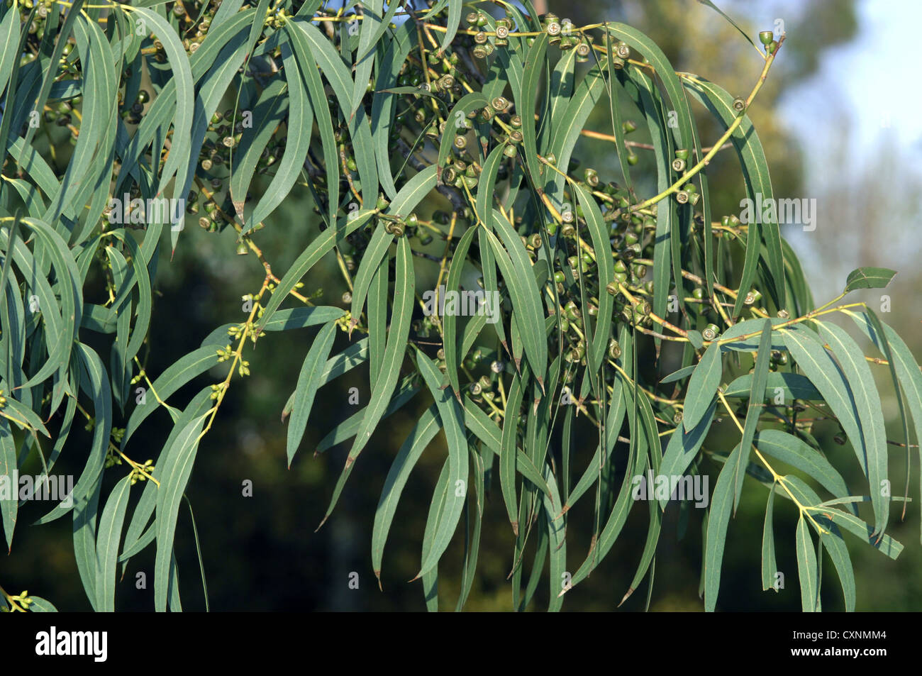 Smallleaved Gum Eucalyptus parviflora Stock Photo Alamy