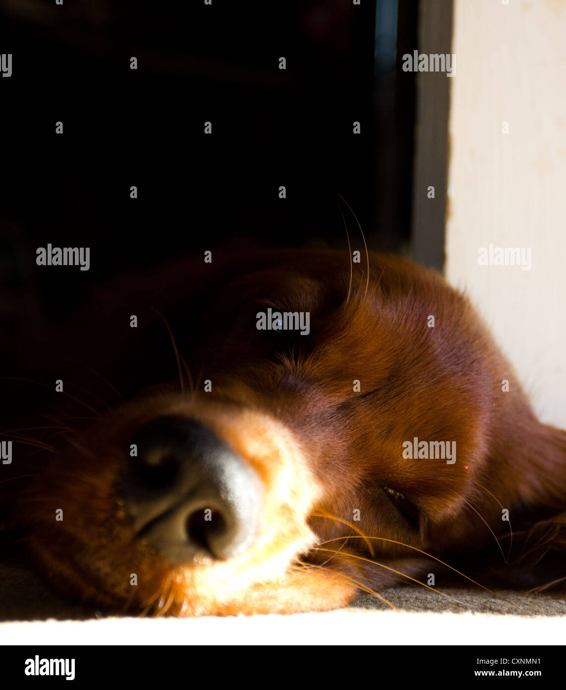 Sleeping Dog Stock Photo