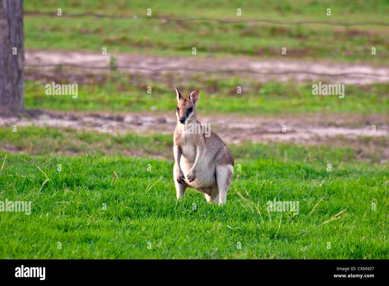 A male Grey kangaroos (Macropus giganteus) in field on a station in Queensland, Australia Stock Photo