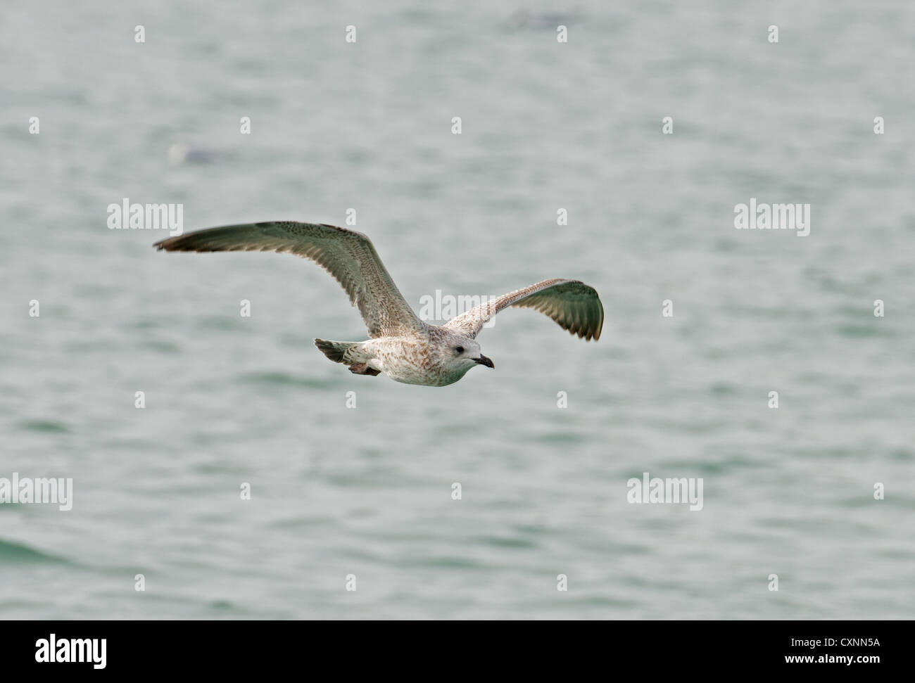 Juvenile herring gull hires stock photography and images Alamy
