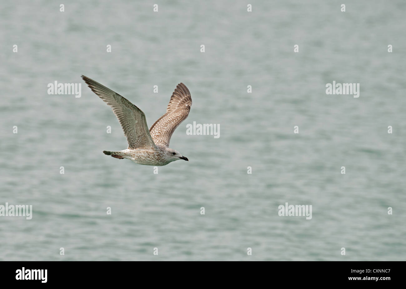 JUVENILE HERRING GULL Larus argentatus IN FLIGHT. UK Stock Photo Alamy