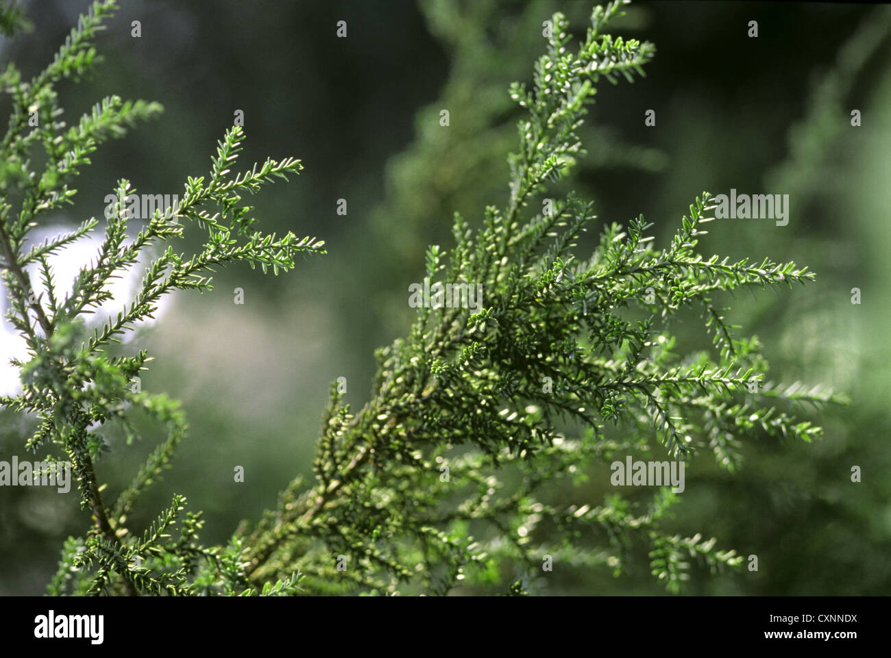 Patagonian Cypress Fitzroya cupressoides (Cupressaceae) Stock Photo