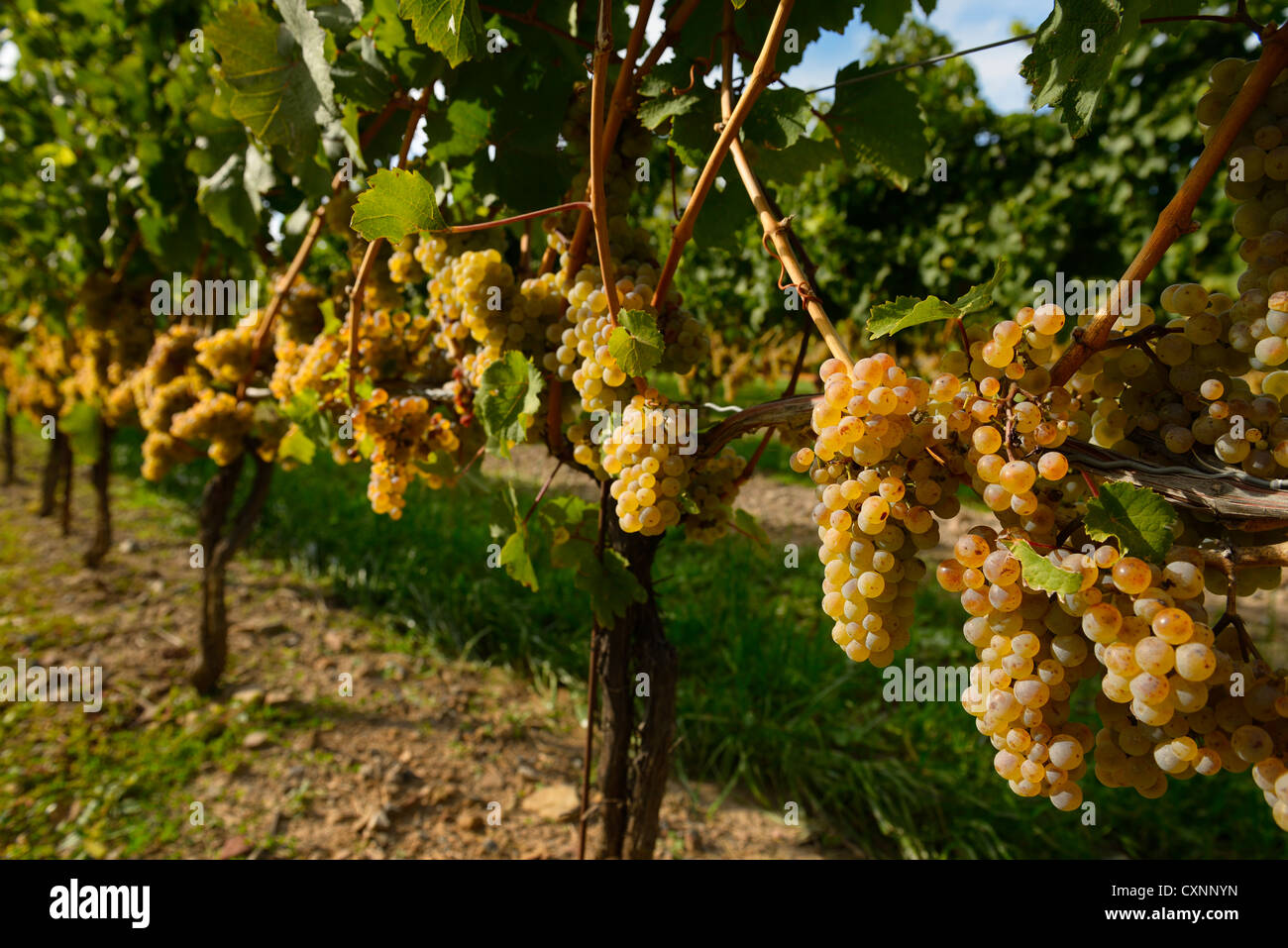 Ripe golden Riesling grapes on rows of vines at Niagara on the Lake vineyard winery Ontario Stock Photo