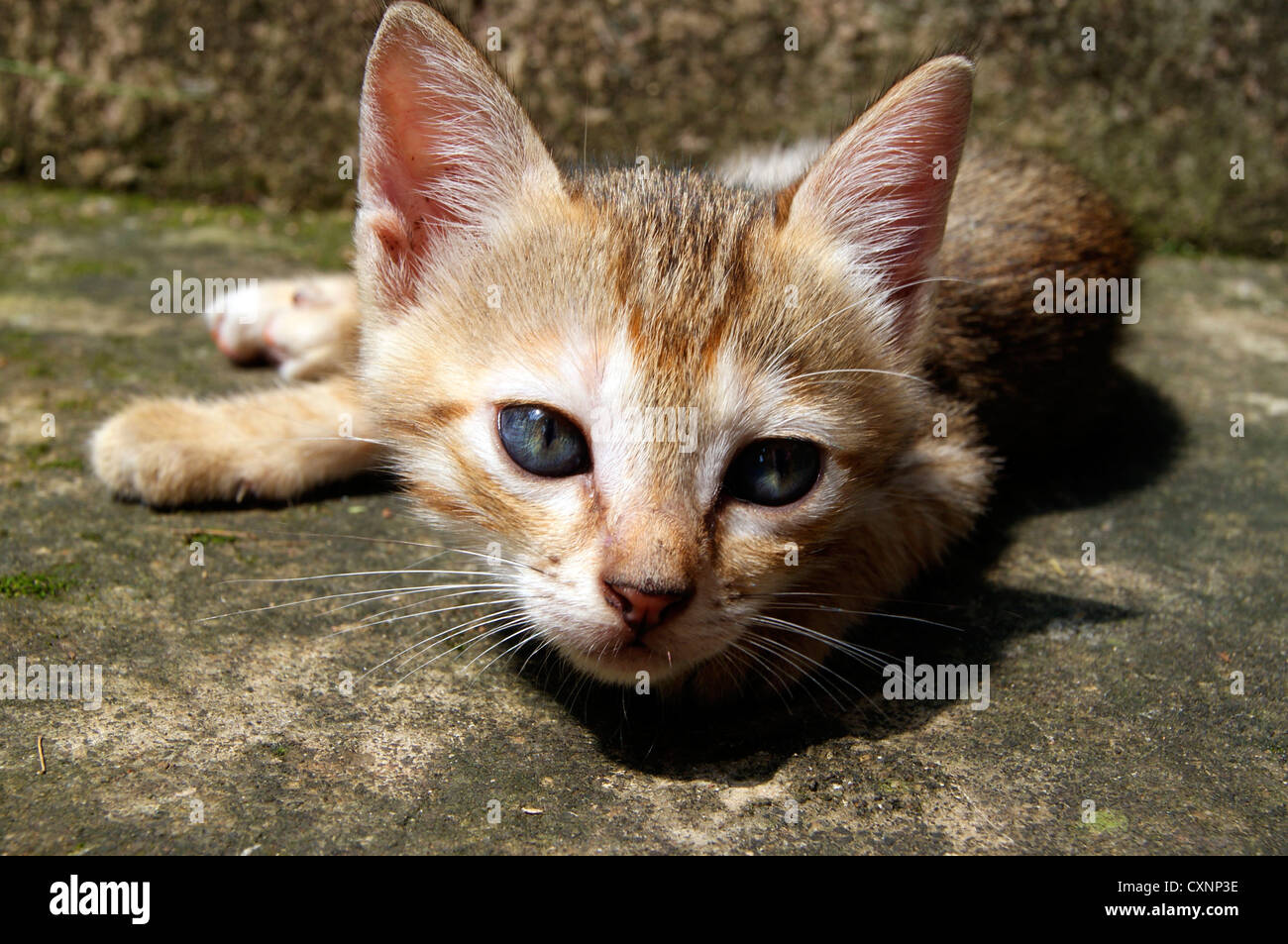 Small Kitten cat Looking on frame Stock Photo