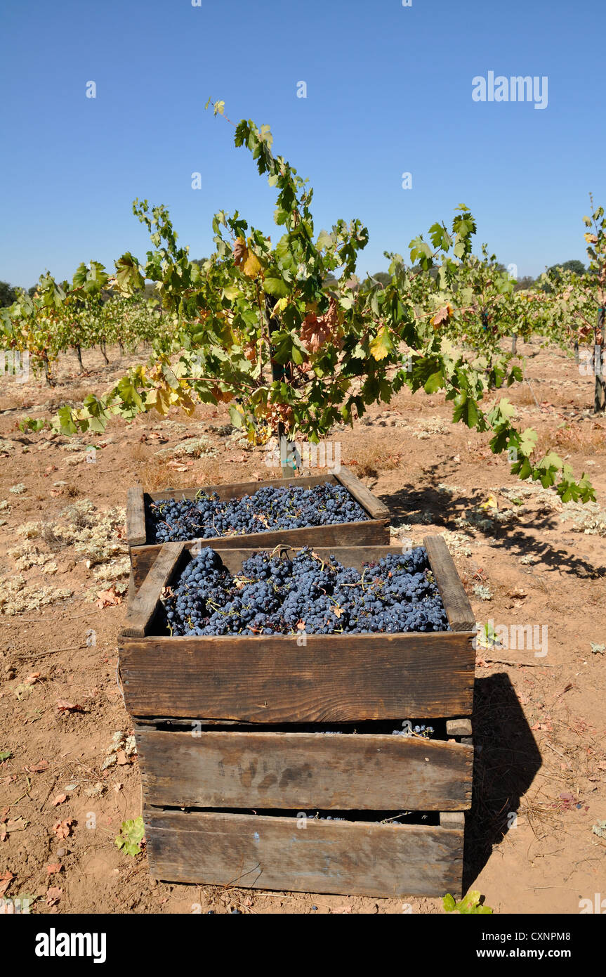 Zinfandel Wine Hi Res Stock Photography And Images Alamy Zinfandel Wine Hi Res Stock Photography And Images Alamy