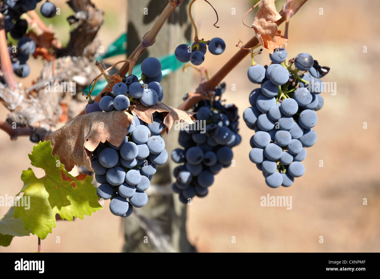 Zinfandel grape harvest, Ghirardelli Vineyard, September 2012. Bunches