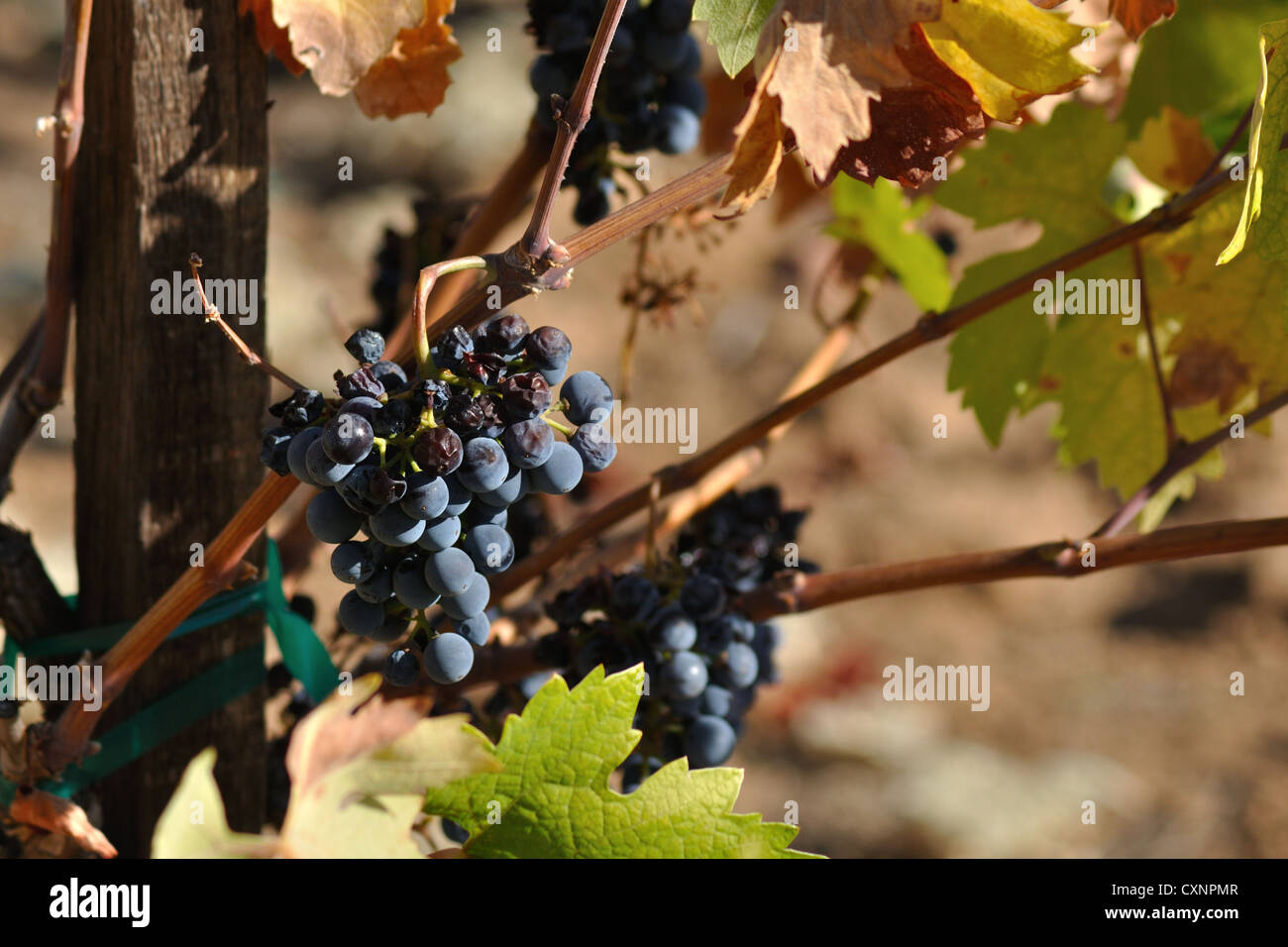 Wine Harvest Boxes Black Hi Res Stock Photography And Images Alamy Wine Harvest Boxes Black Hi Res Stock Photography And Images Alamy