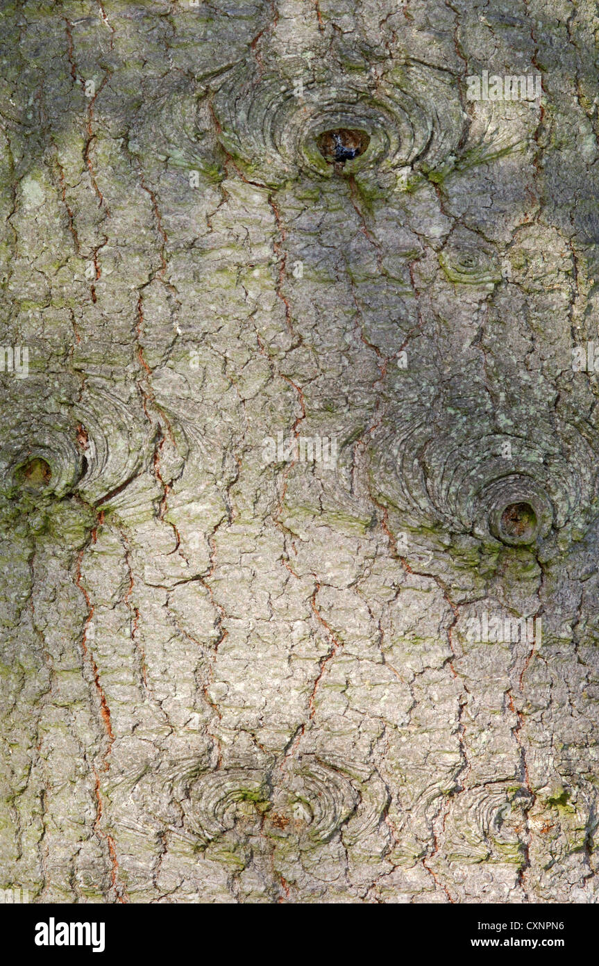 White fir bark abies concolor hires stock photography and images Alamy
