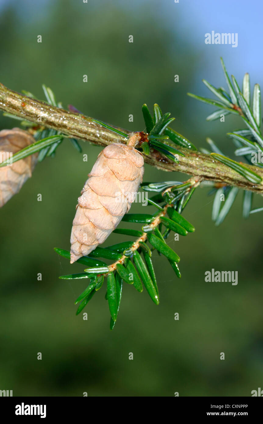 Eastern Hemlock-spruce Tsuga canadensis (Pinaceae) Stock Photo