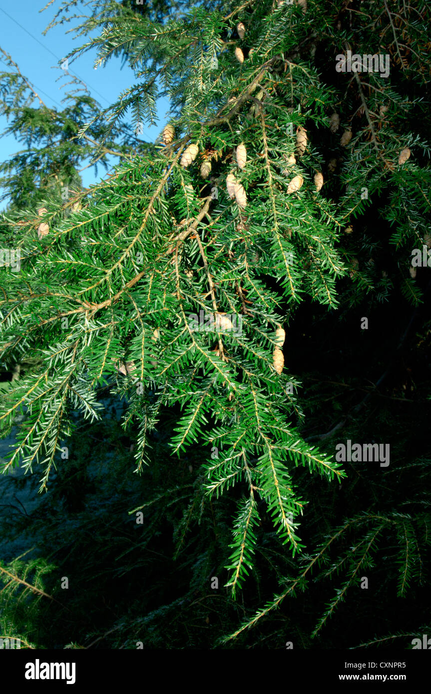 Eastern Hemlock-spruce Tsuga canadensis (Pinaceae) Stock Photo