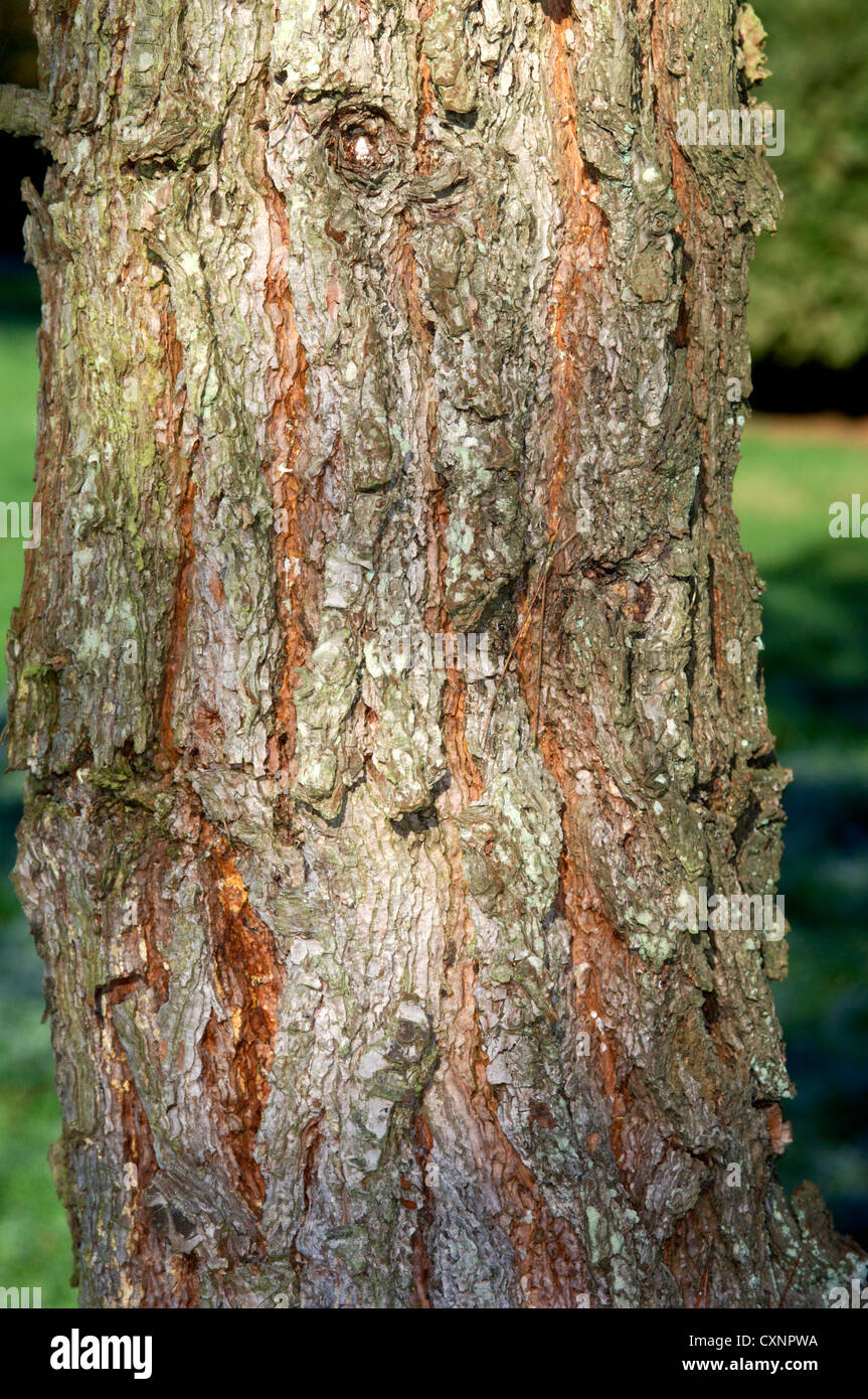 Calabrian Pine Pinus brutia (Pinaceae) Stock Photo