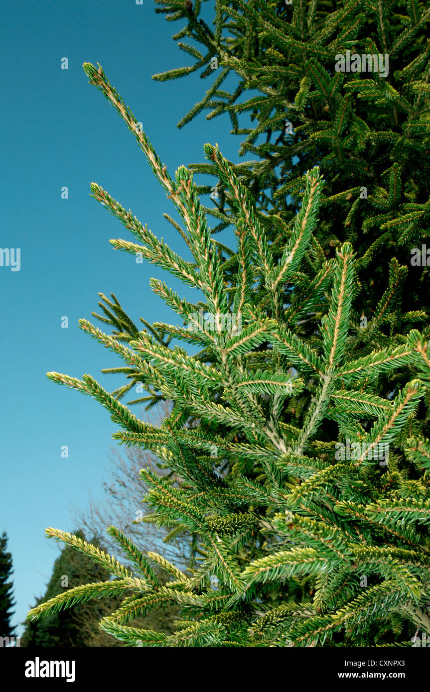 Oriental Spruce Picea orientalis (Pinaceae) Stock Photo