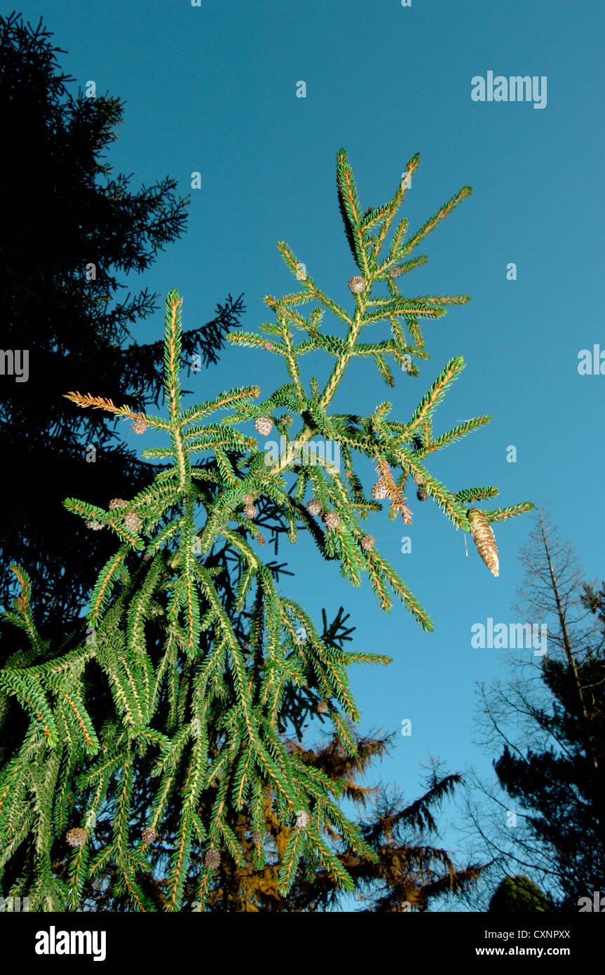 Oriental Spruce Picea orientalis (Pinaceae) Stock Photo