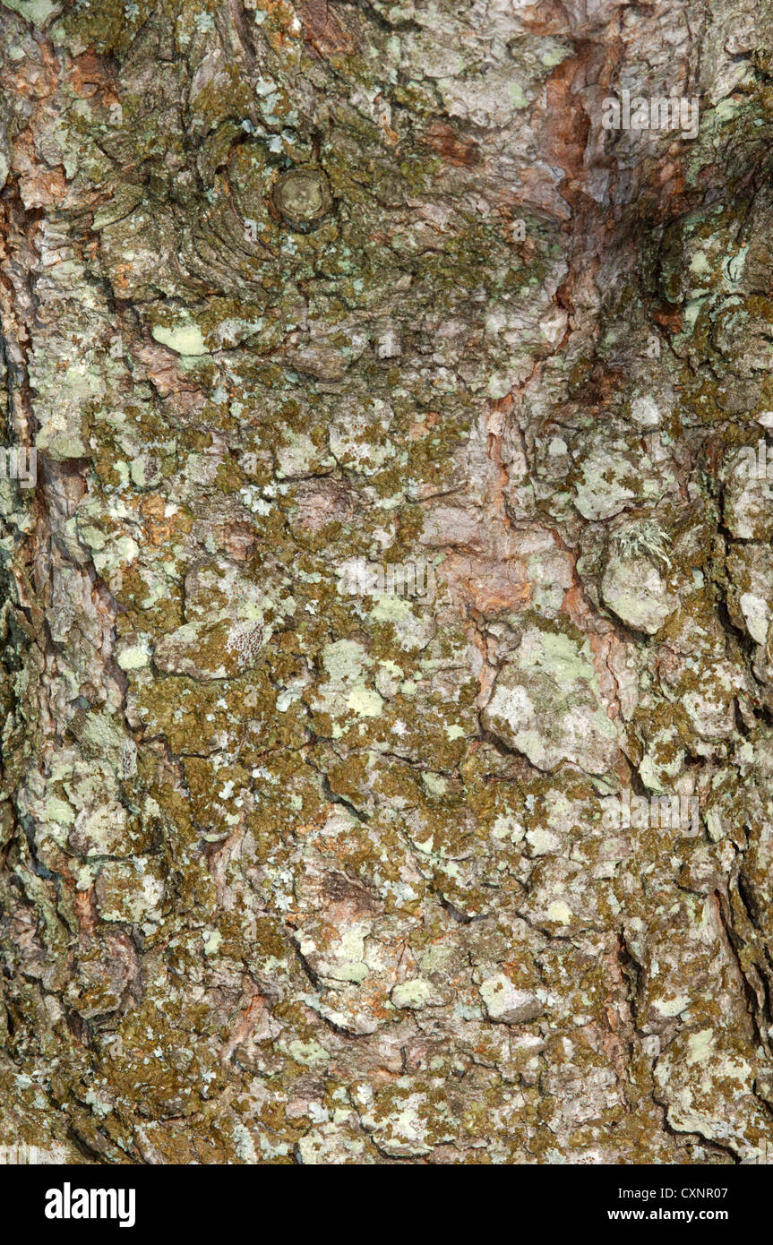 Ponderosa Pine (Western Yellow Pine) Pinus ponderosa (Pinaceae) Stock Photo