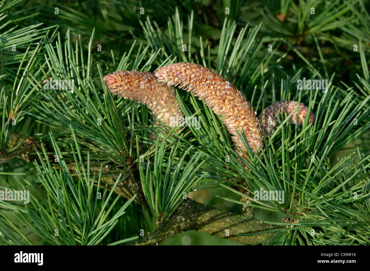 Deodar Cedrus deodara (Pinaceae) Stock Photo