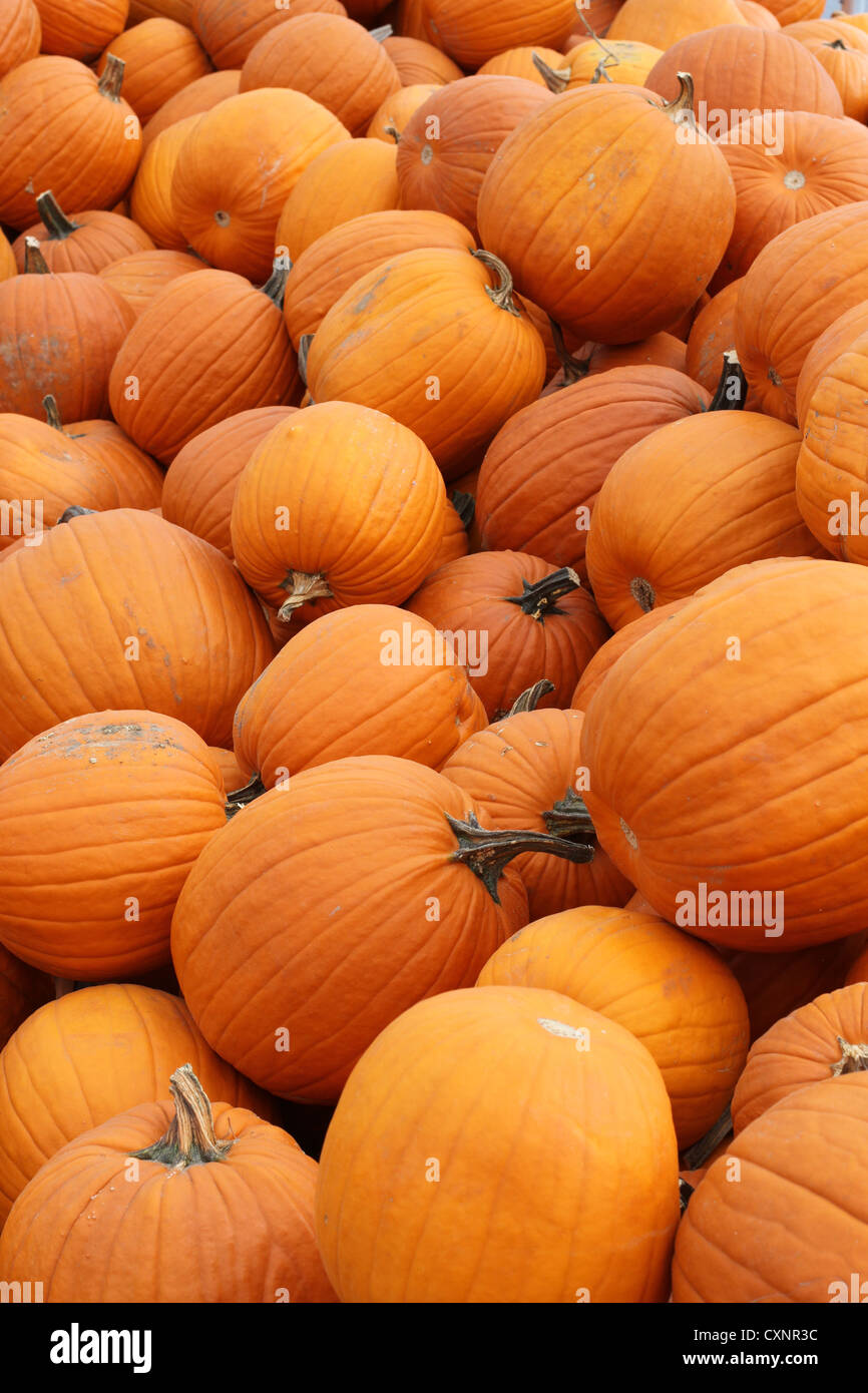 A large pile of pumpkins. Stock Photo