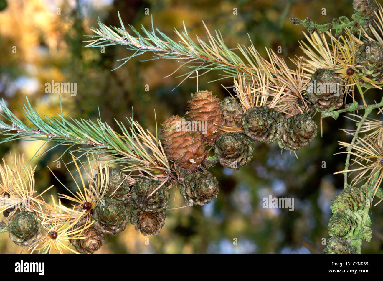 Japanese Larch Larix kaempferi (Pinaceae) Stock Photo