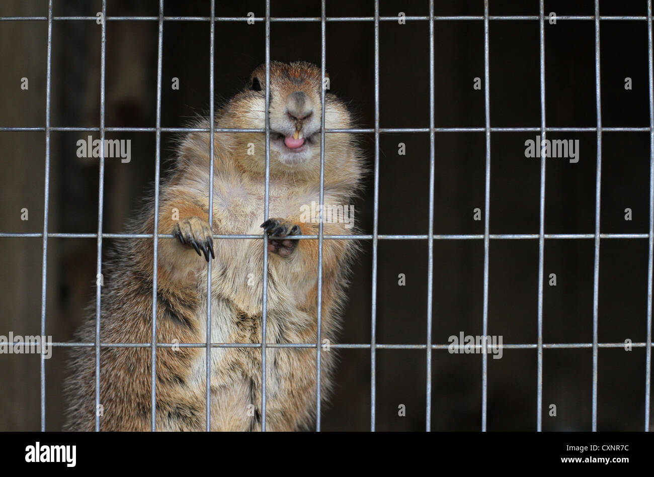 prairie dog cage