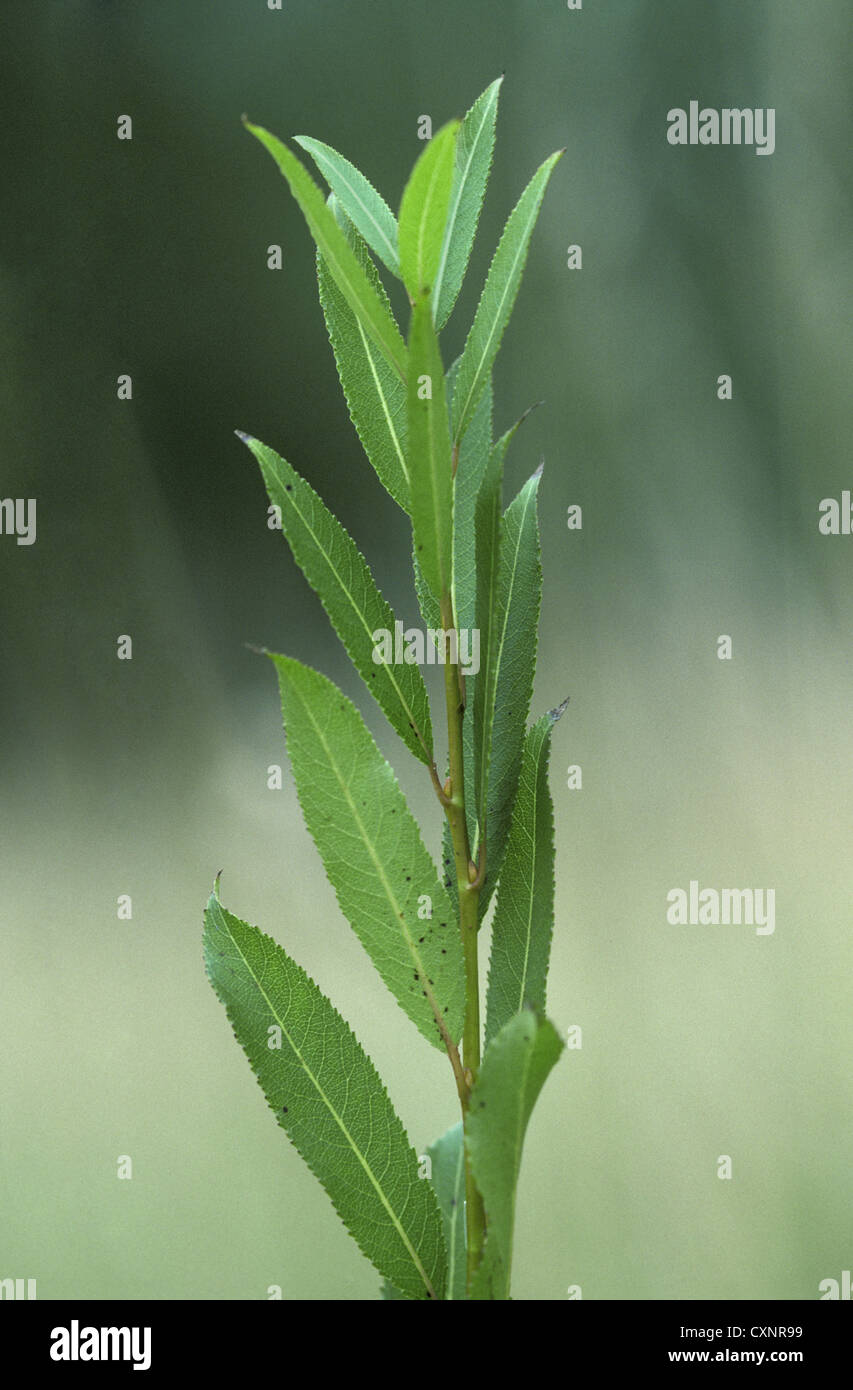 Almond Willow Salix triandra (Salicaceae) Stock Photo