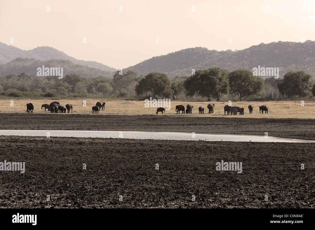 Herd of elephants stand next to an almost dry water hole during a drought at Minneriya National Park in Sri Lanka. Stock Photo